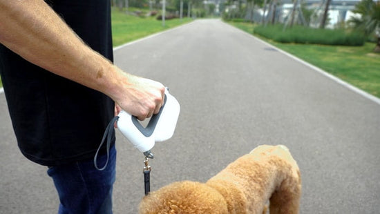 **Exclusive Offer Now** GoGoLeash 4 in 1 Smart Dog Leash (Ready Stock)